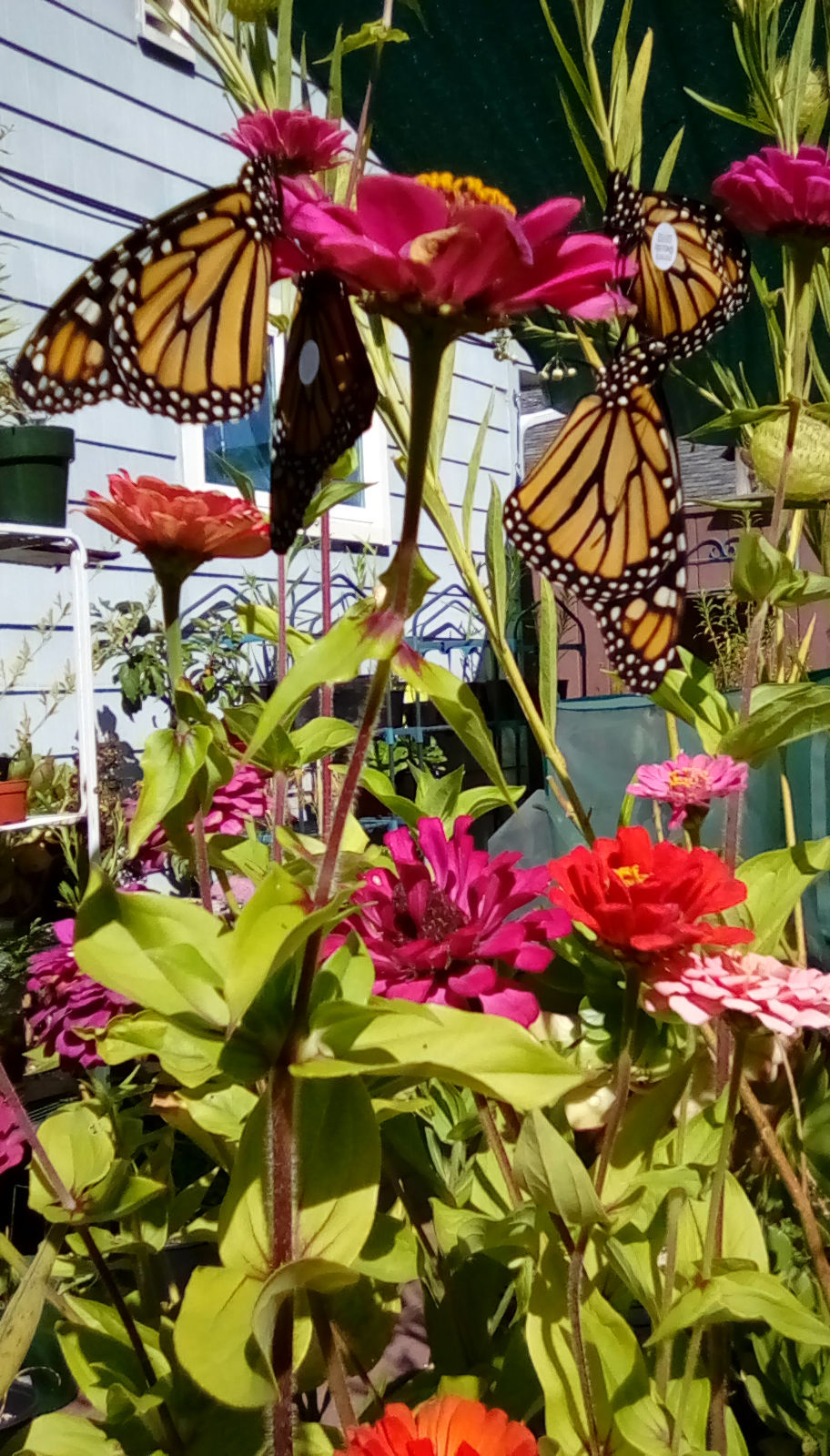 Nectaring Butterflies